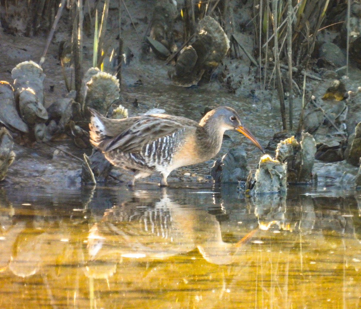 Clapper Rail - ML644580145
