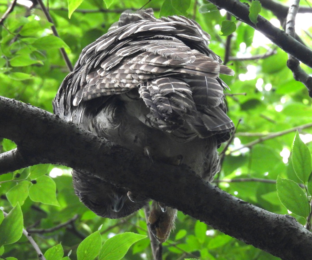 Powerful Owl - ML644580146