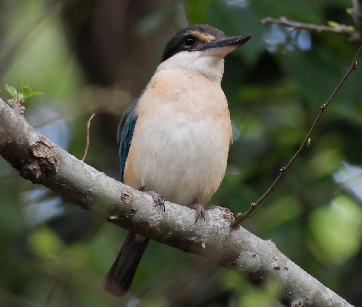 Sacred Kingfisher - ML644580147