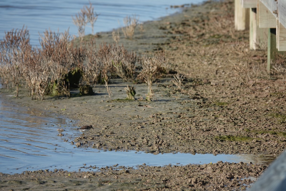 Least Sandpiper - ML644580148