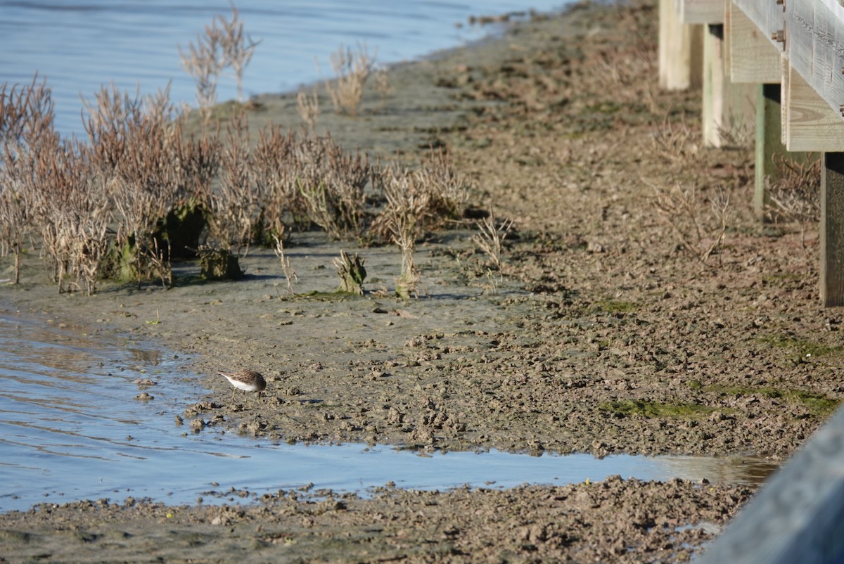 Least Sandpiper - ML644580149