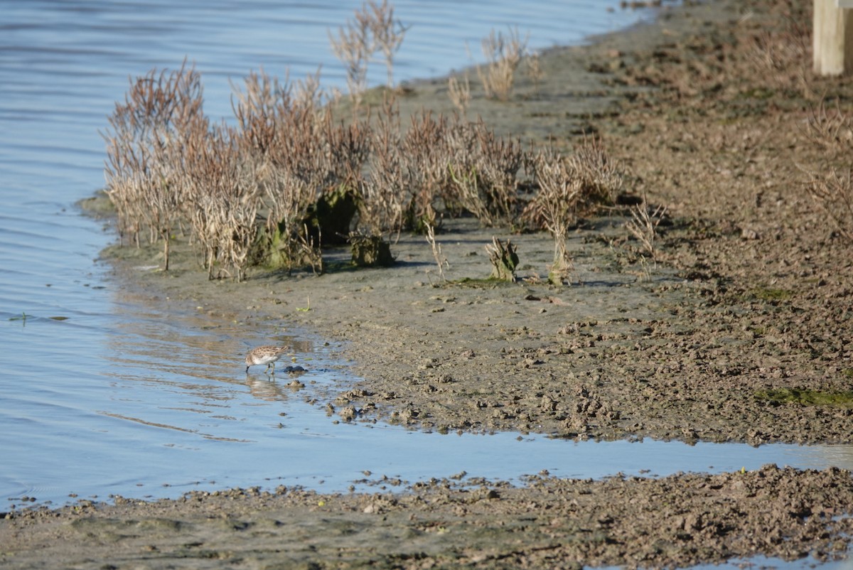 Least Sandpiper - ML644580150