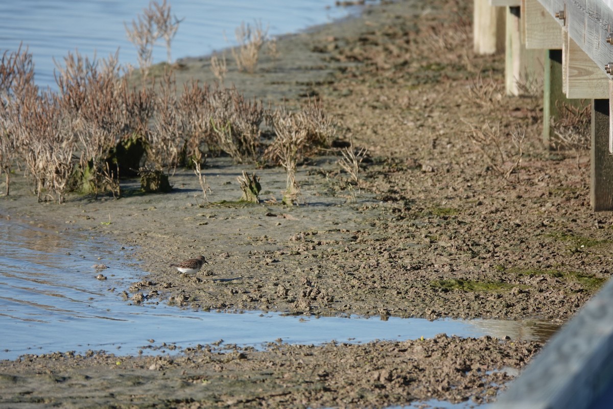 Least Sandpiper - ML644580151