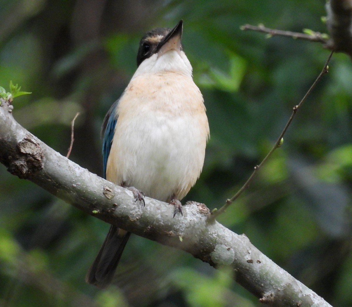 Sacred Kingfisher - ML644580152