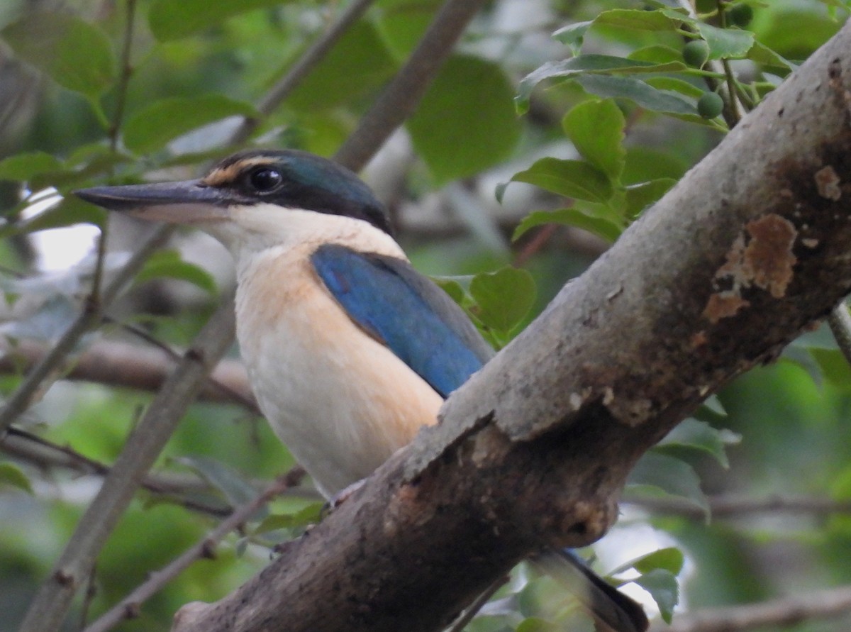 Sacred Kingfisher - ML644580153