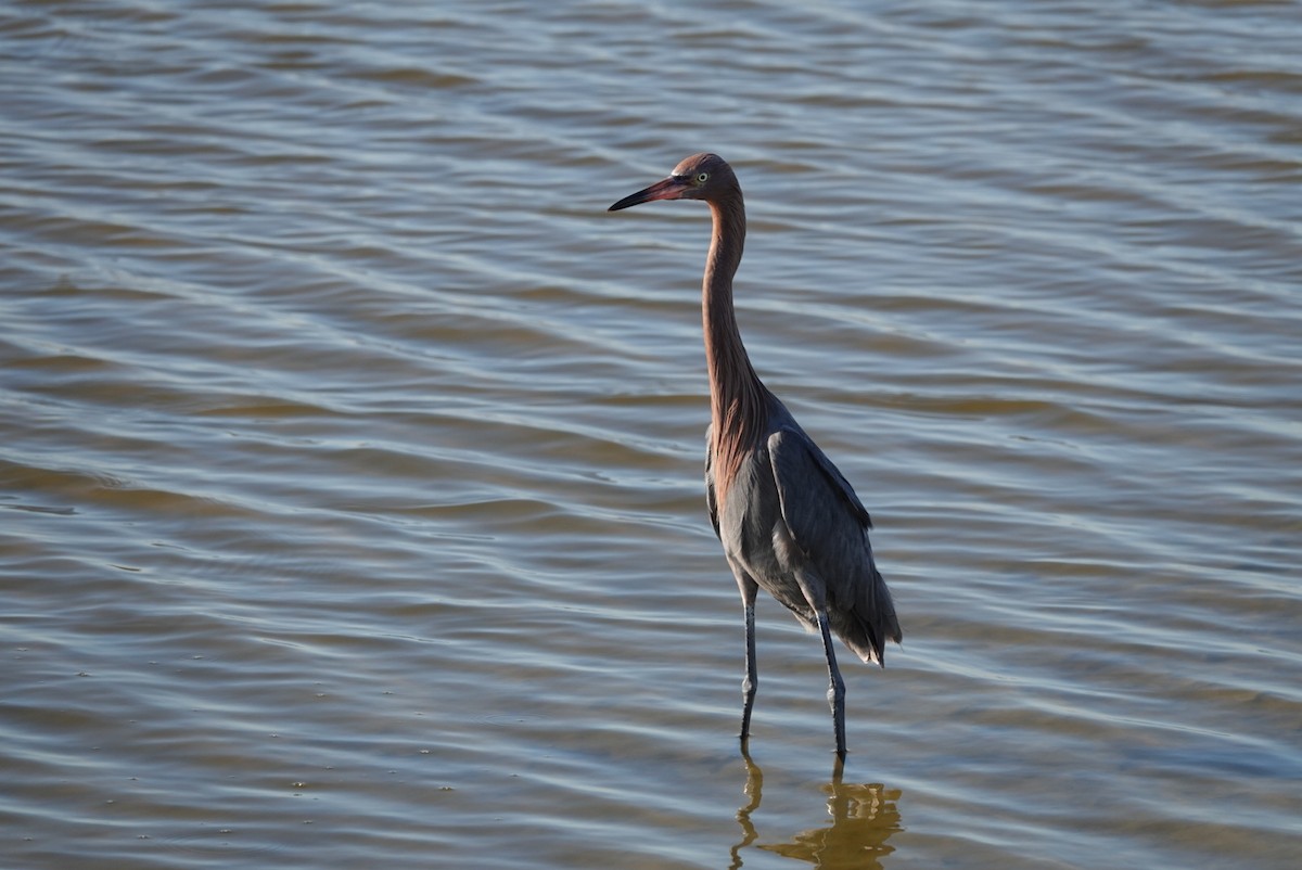 Reddish Egret - ML644580154