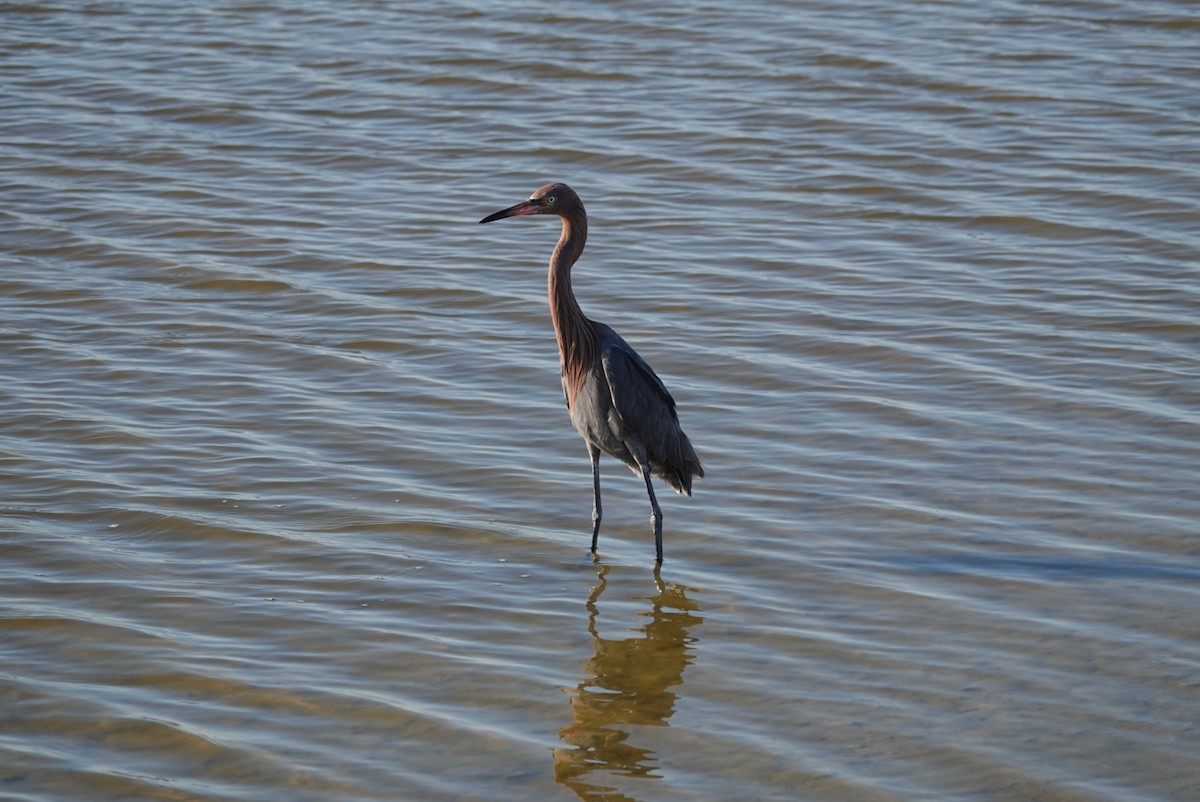 Reddish Egret - ML644580155