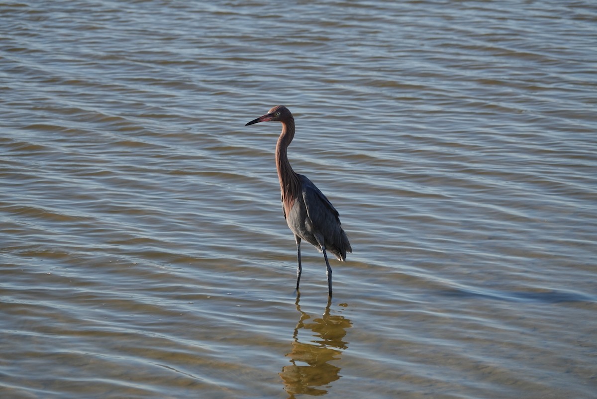 Reddish Egret - ML644580156