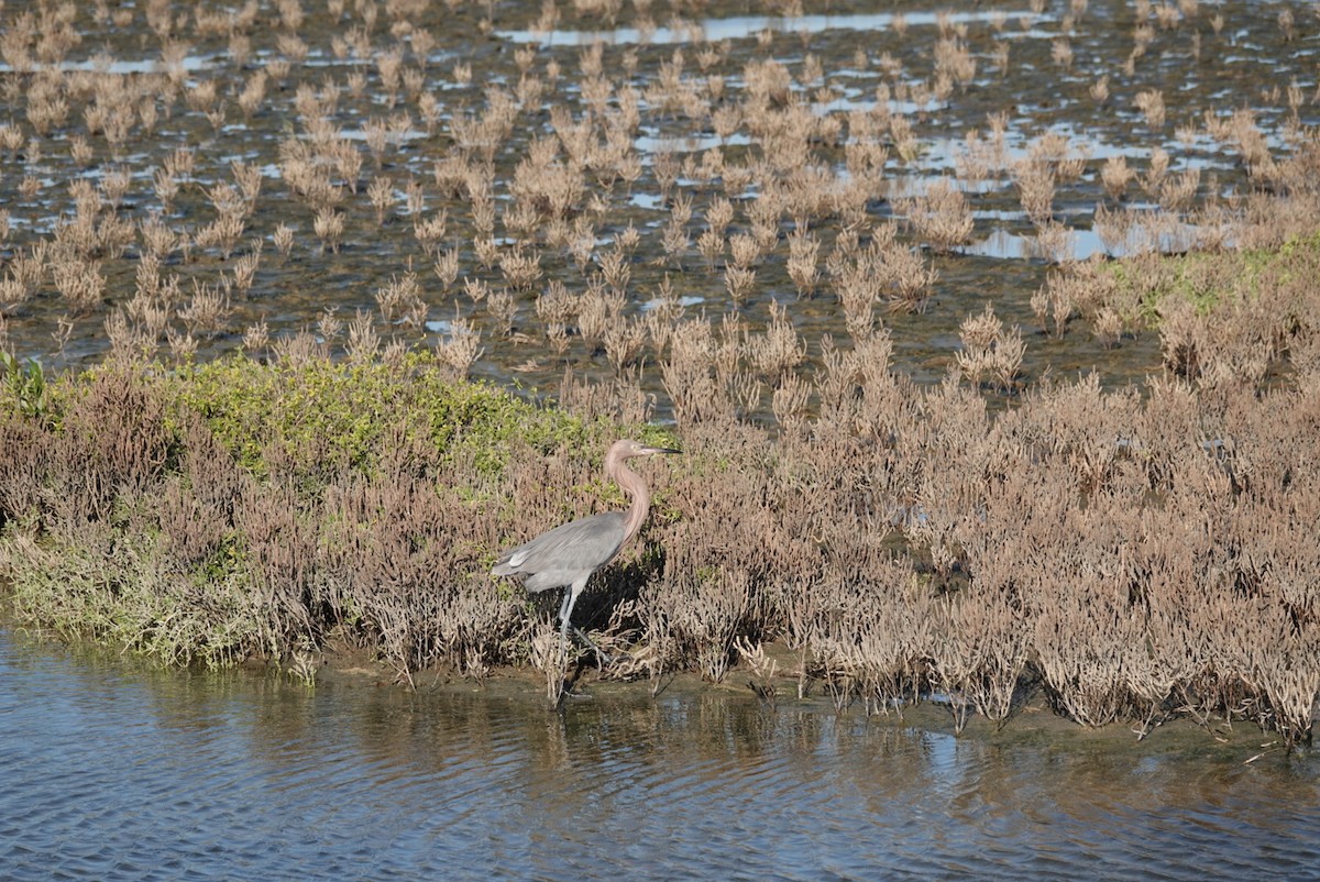 Reddish Egret - ML644580157