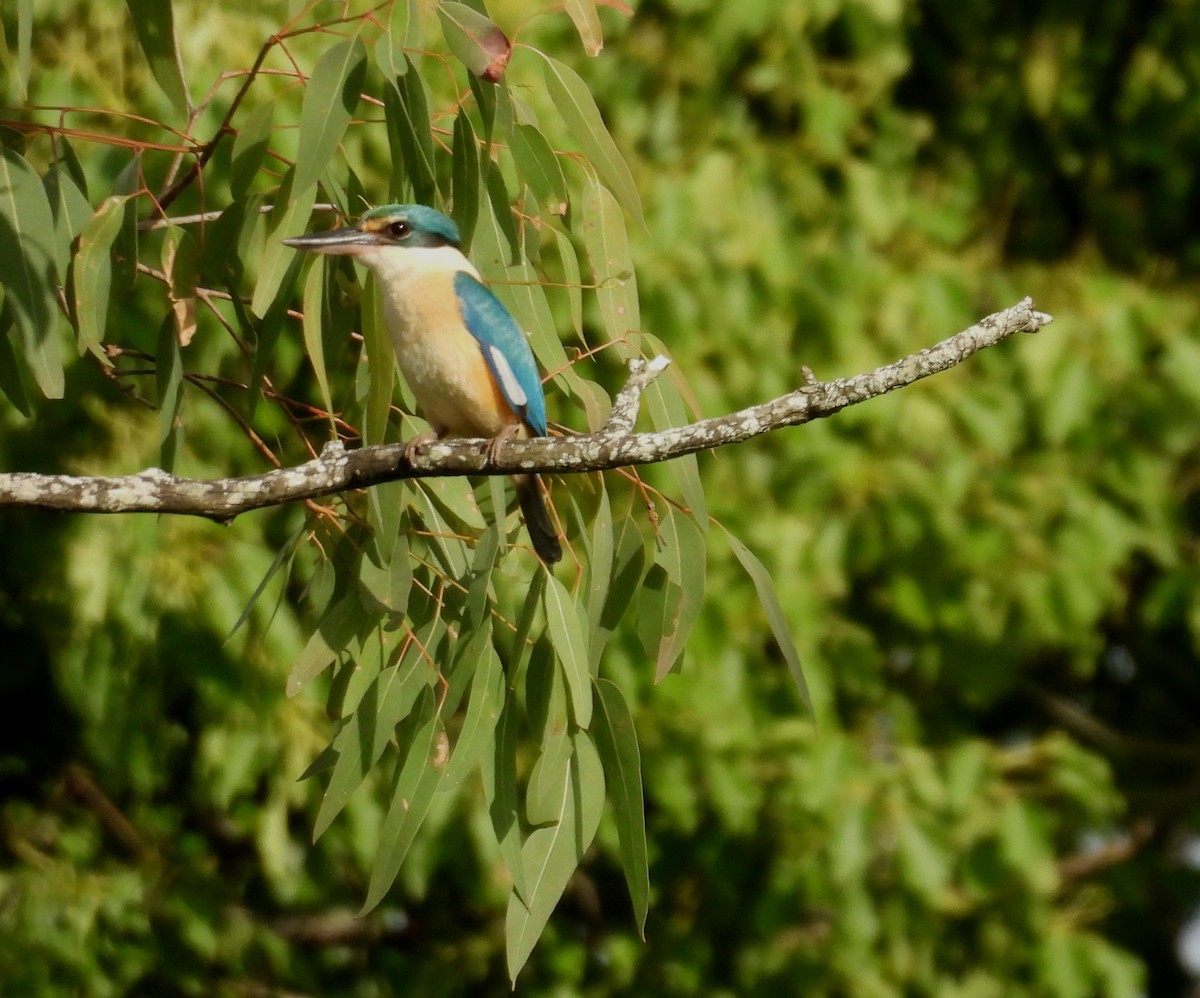 Sacred Kingfisher - ML644580158