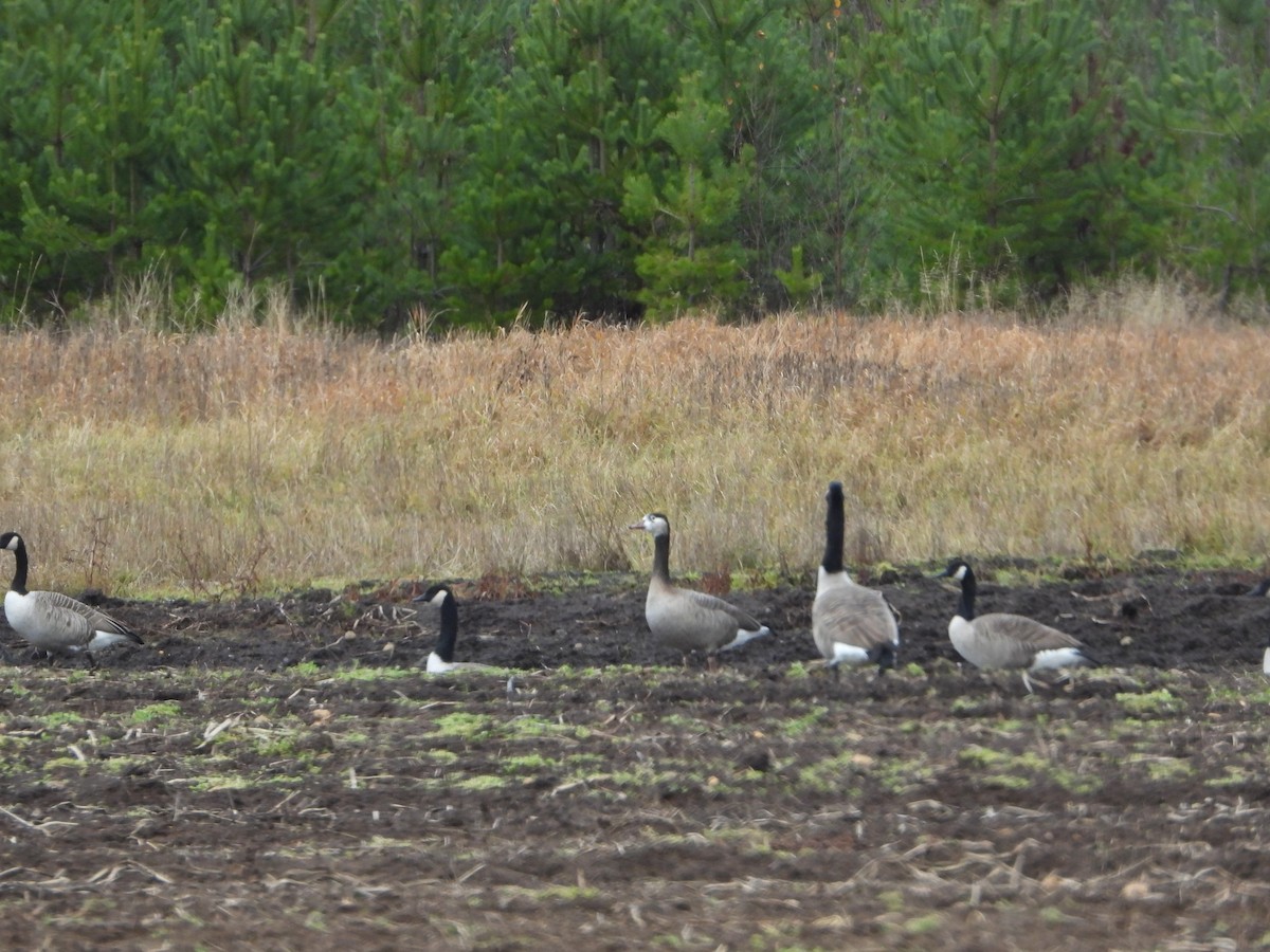 Graylag x Canada Goose (hybrid) - ML644580159