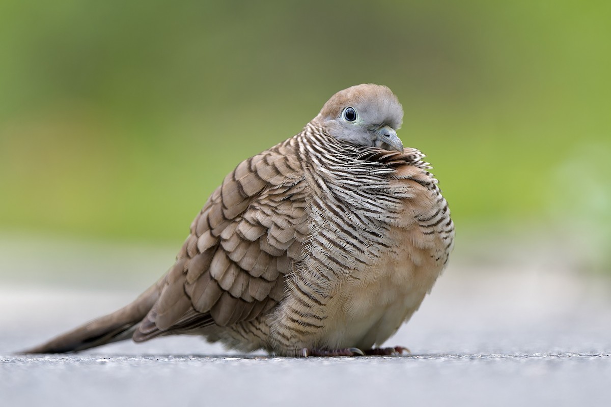 Zebra Dove - ML644580165