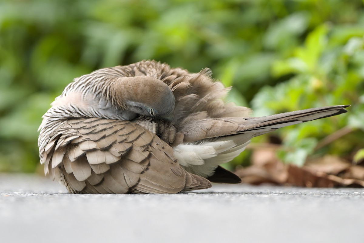 Zebra Dove - ML644580166