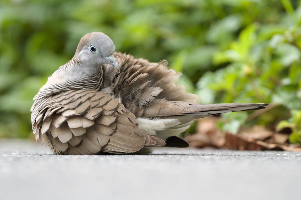 Zebra Dove - ML644580167