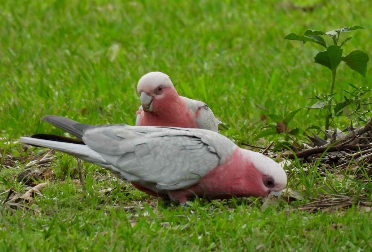 Galah - ML644580168