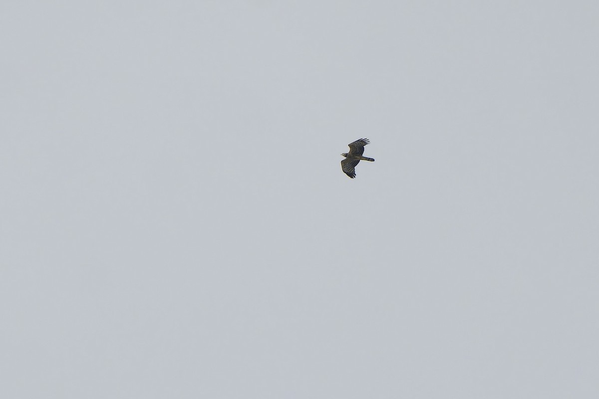 Oriental Honey-buzzard (Northern) - ML644580169