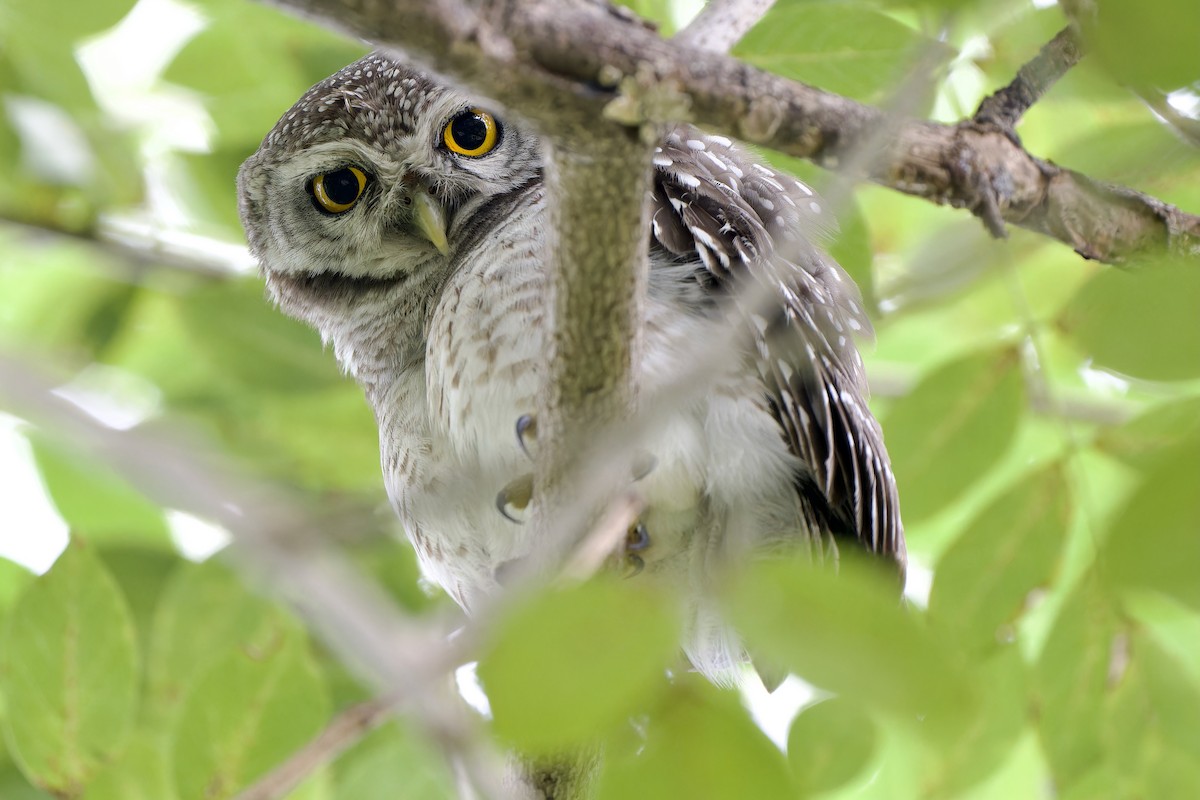 Spotted Owlet - ML644580171
