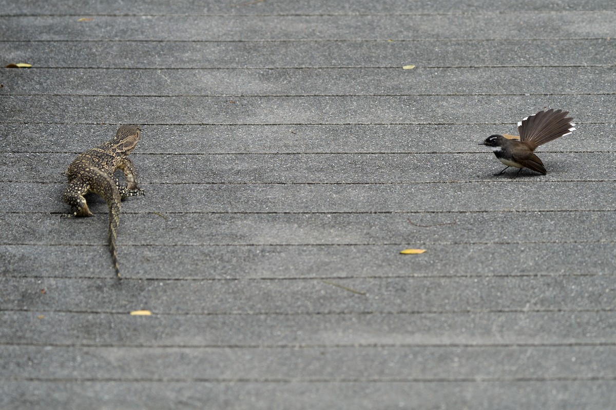 Malaysian Pied-Fantail - ML644580172