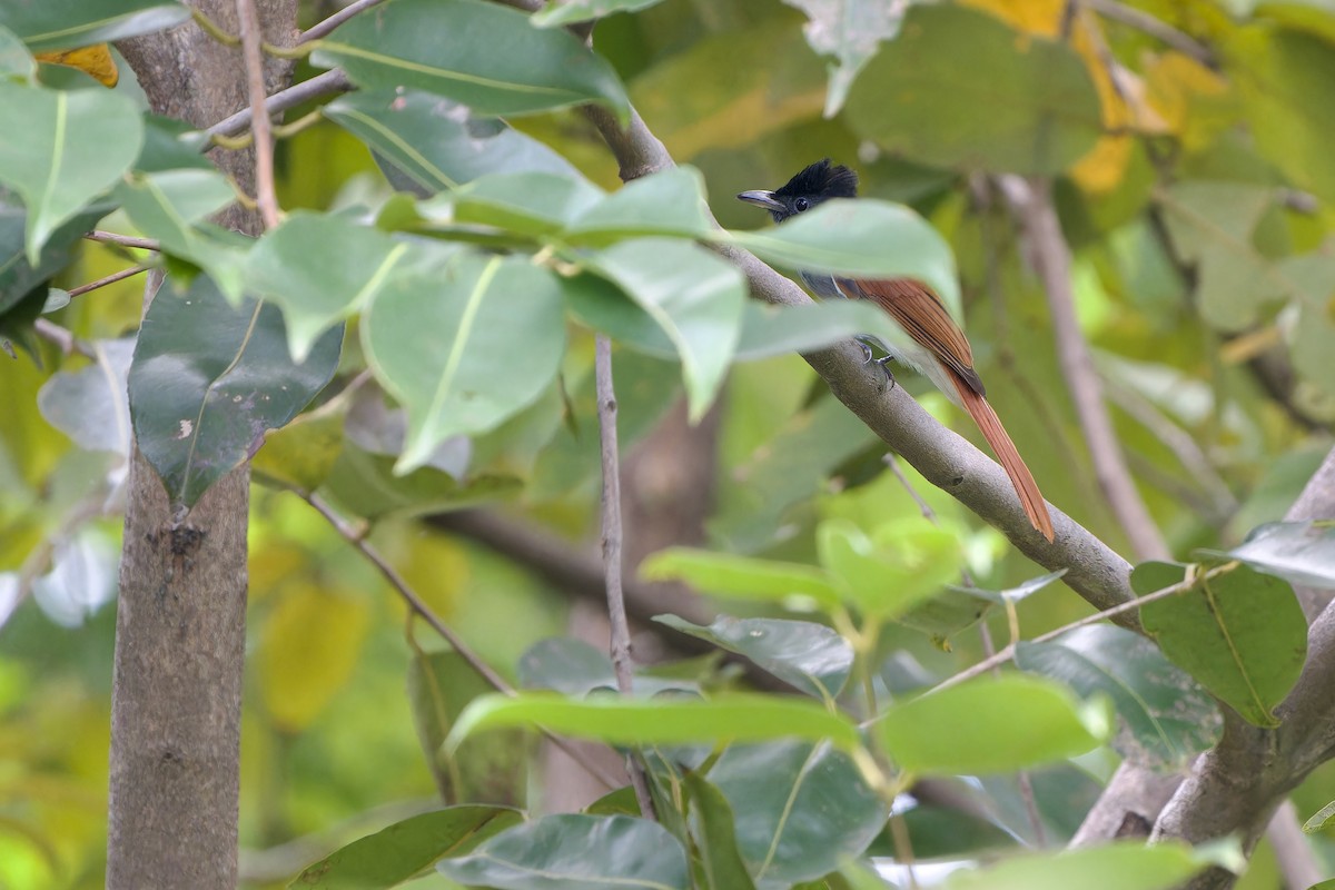 Tchitrec de Blyth - ML644580176