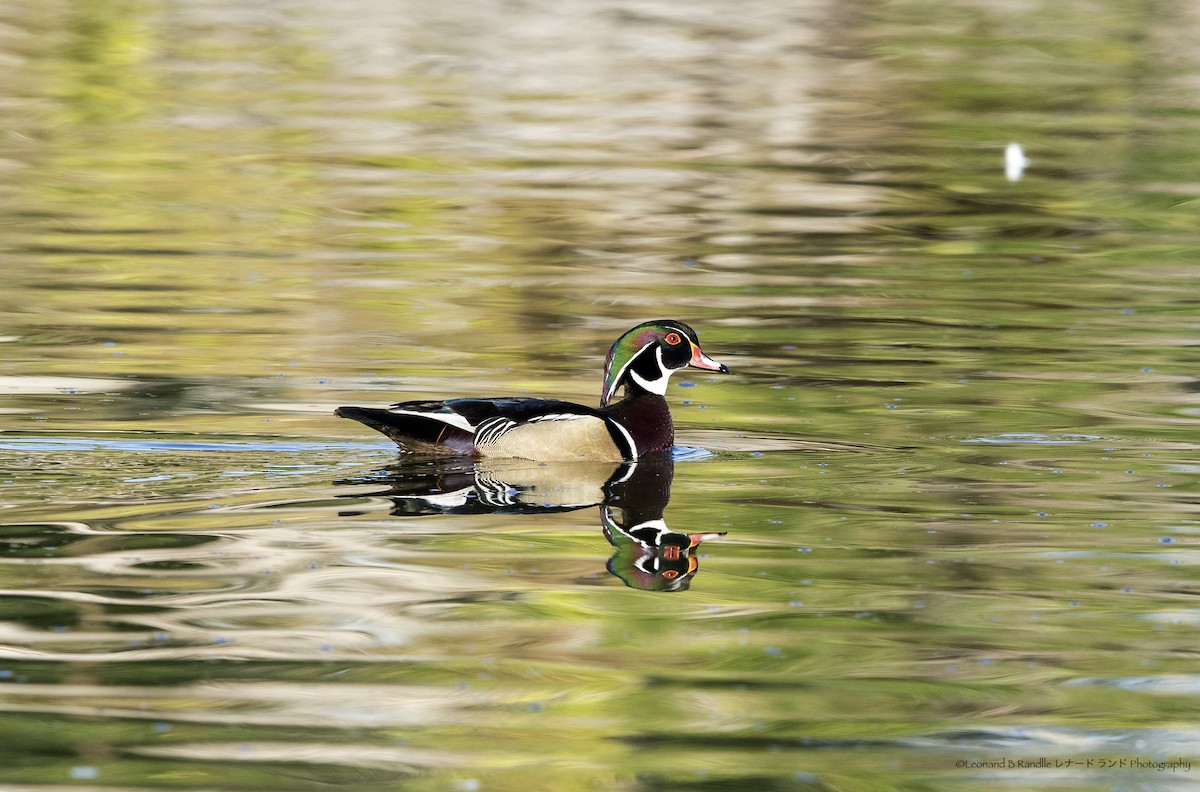 מנדרין אמריקני - ML644580177