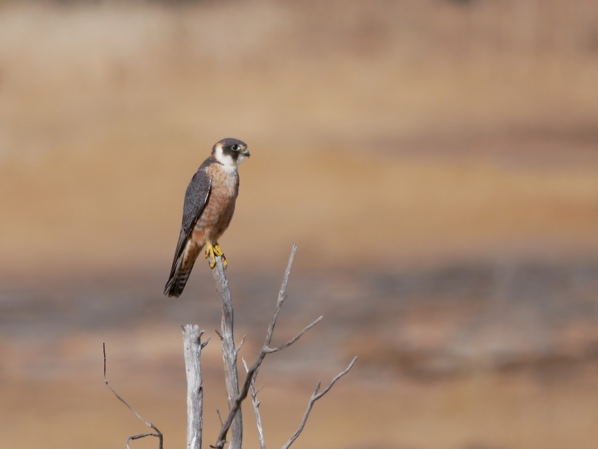 Australian Hobby - ML644580178