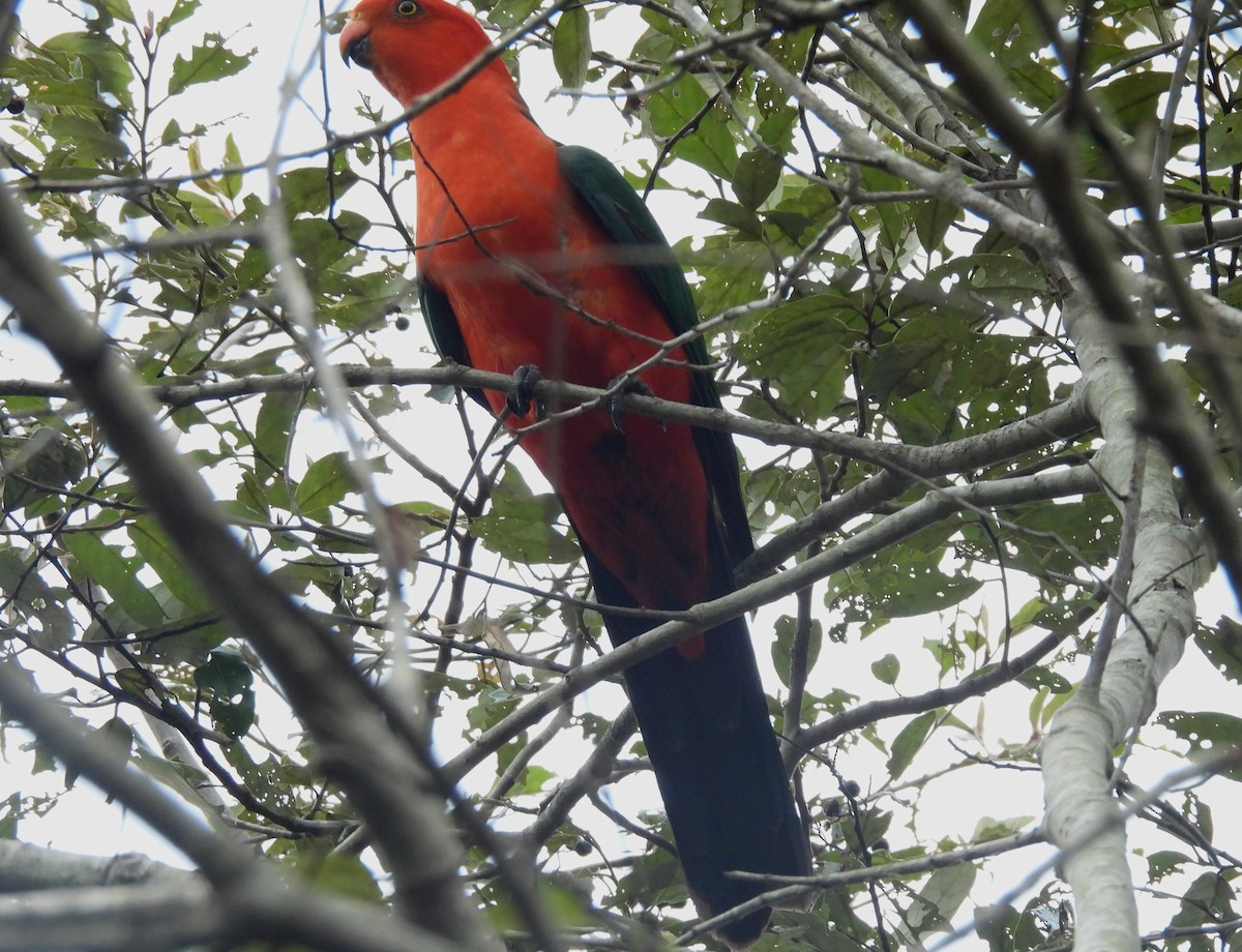 Australian King-Parrot - ML644580180