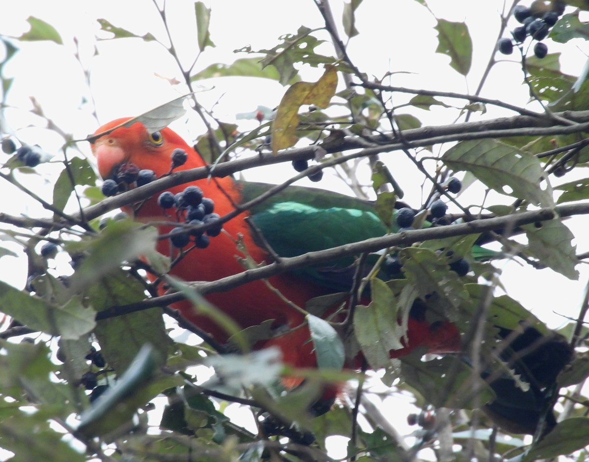 Australian King-Parrot - ML644580181