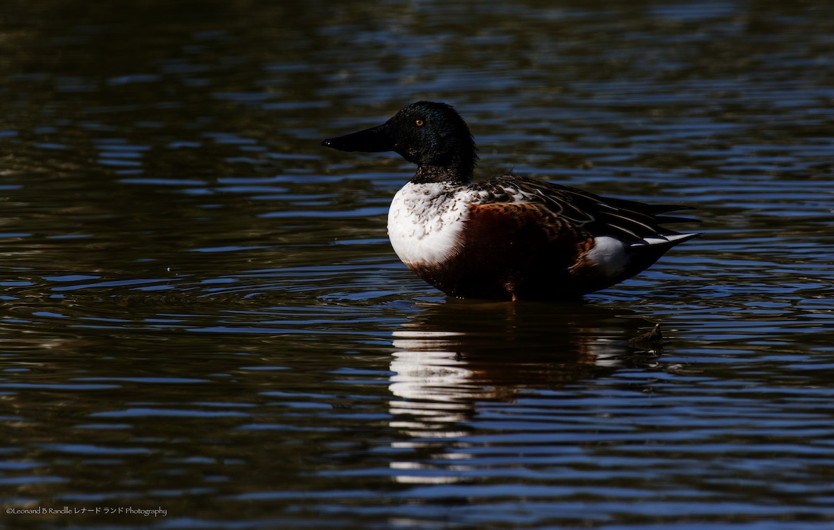 מרית צפונית - ML644580184