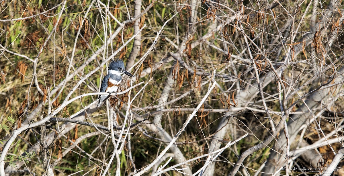שלדג אמריקני - ML644580189