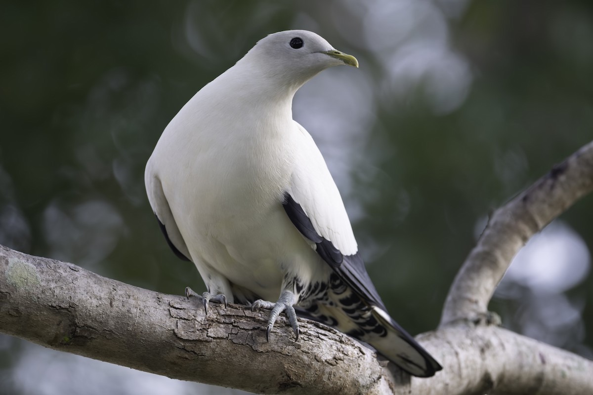 Torresian Imperial-Pigeon - ML644580190