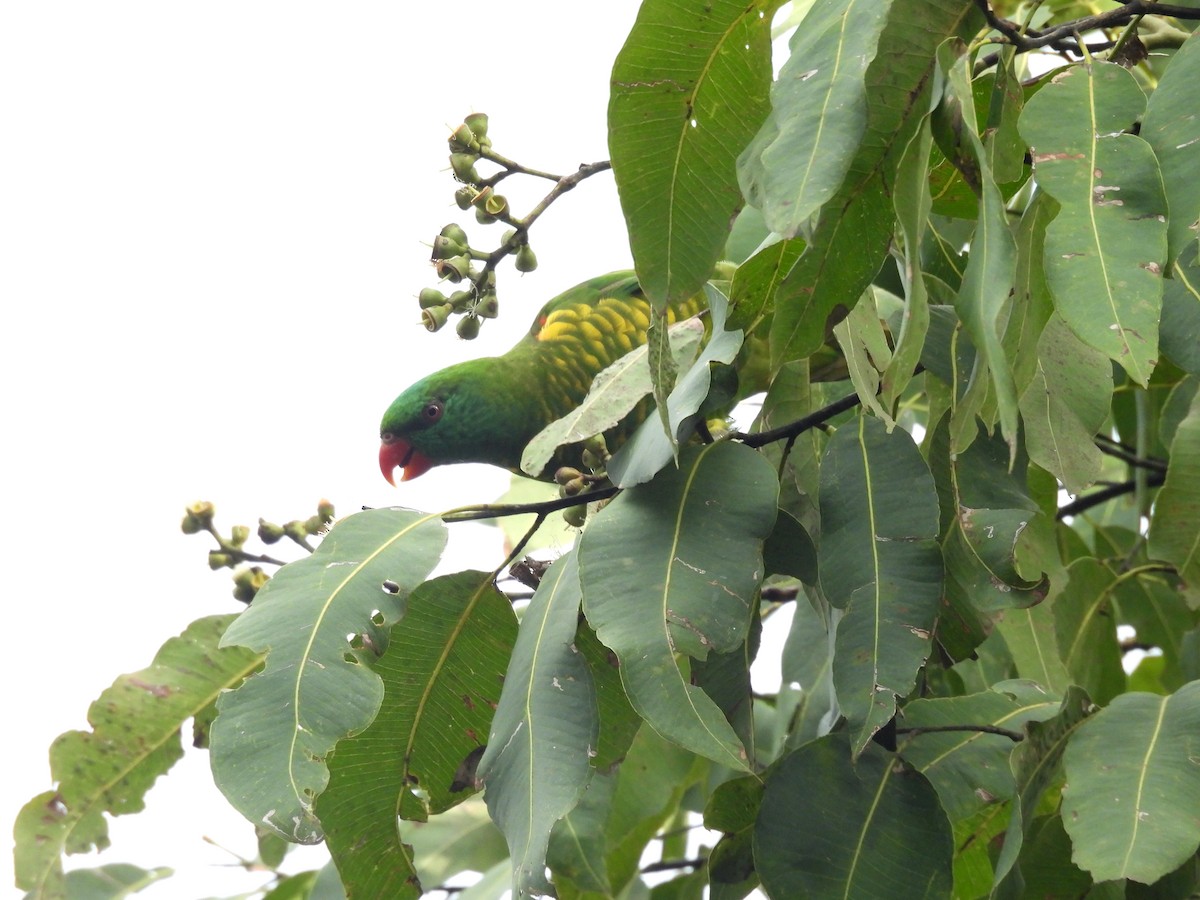 Scaly-breasted Lorikeet - ML644580193