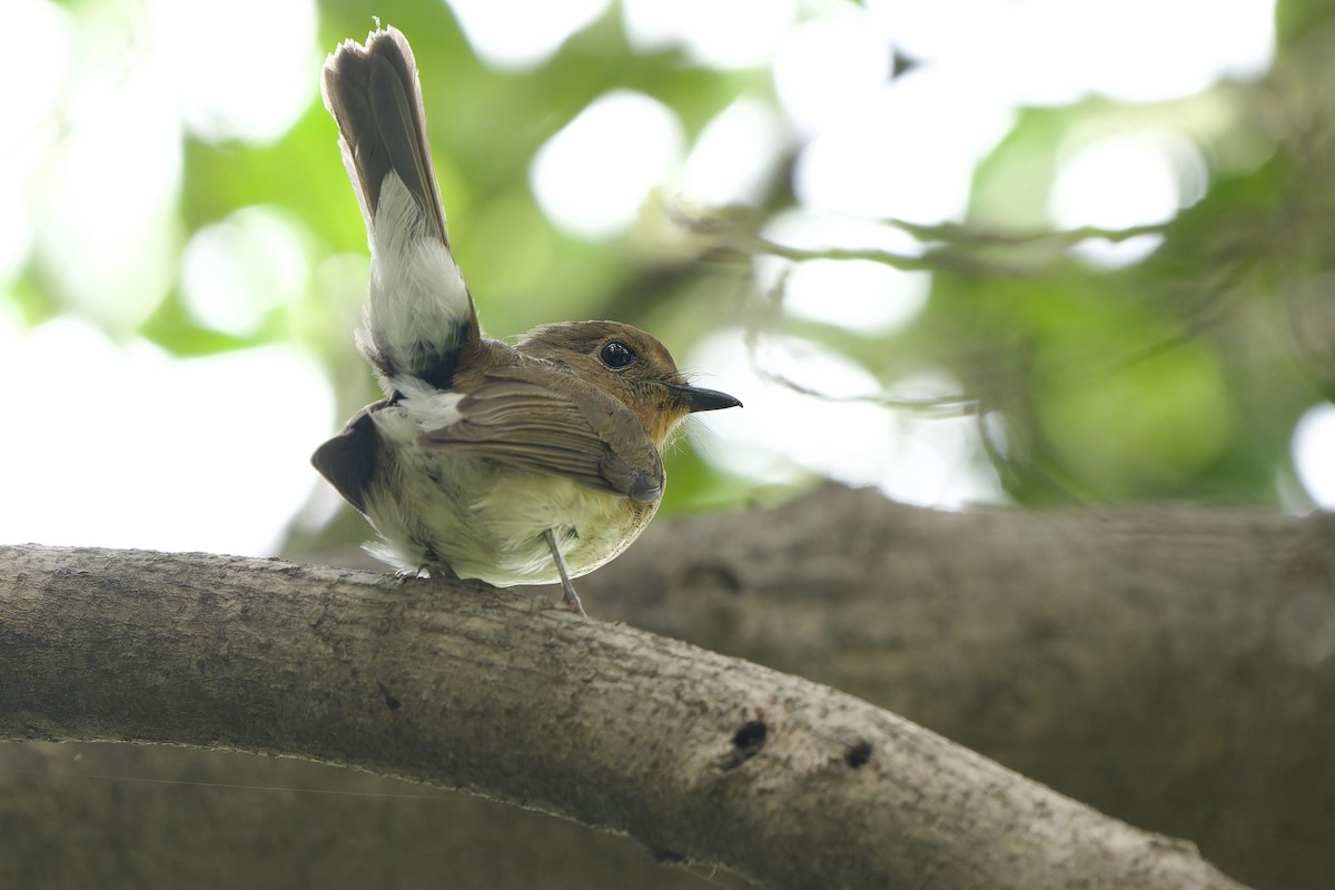 Hainan Blue Flycatcher - ML644580194