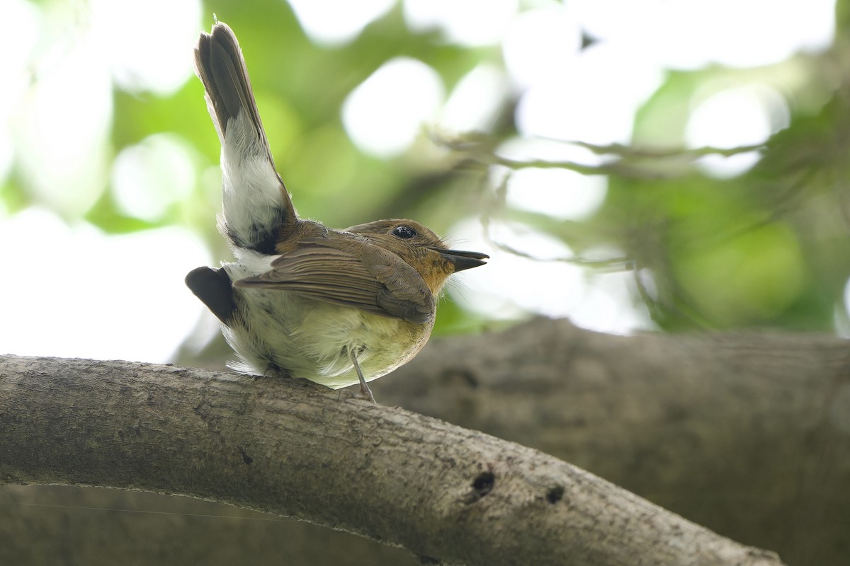 Hainan Blue Flycatcher - ML644580195