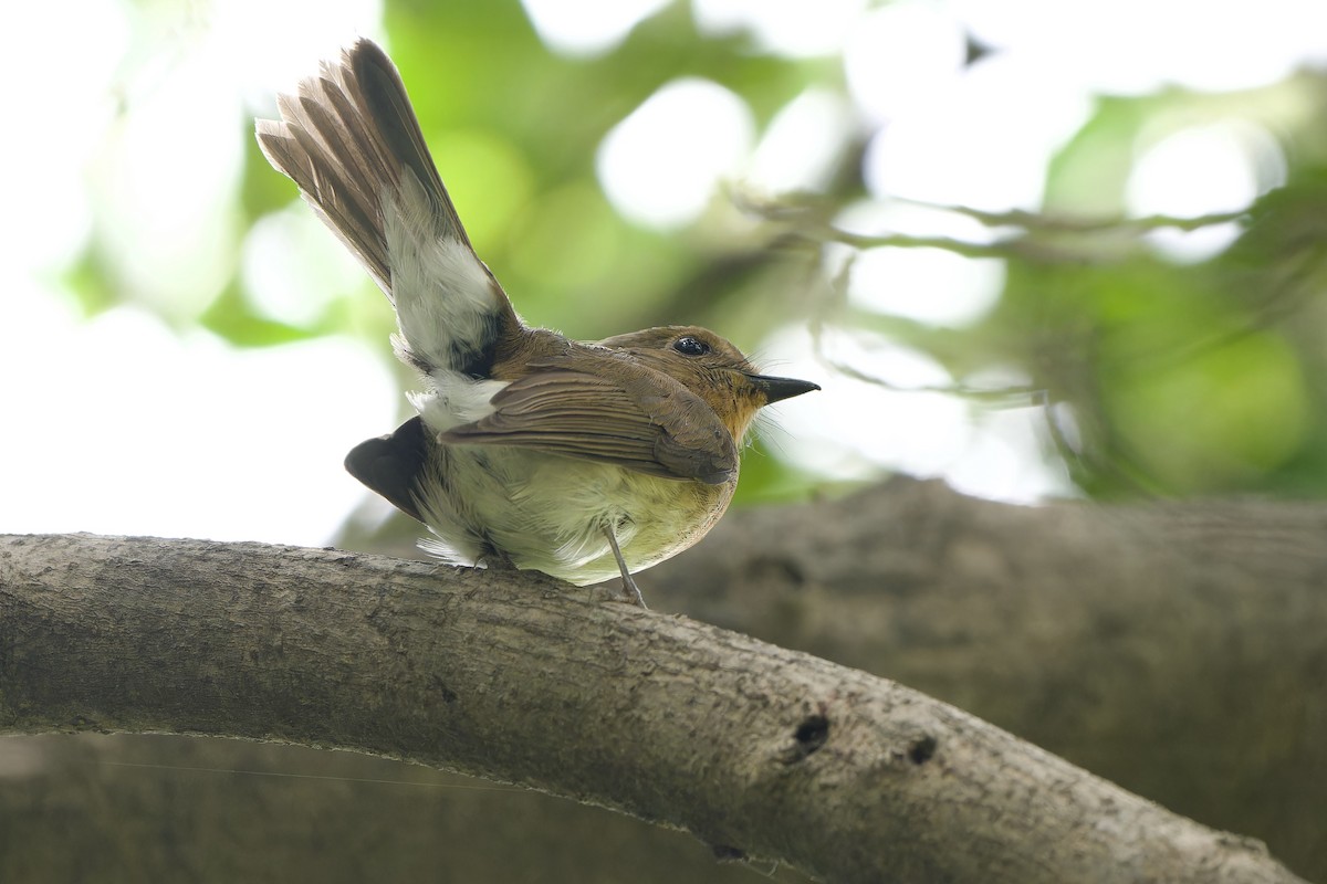 Hainan Blue Flycatcher - ML644580196