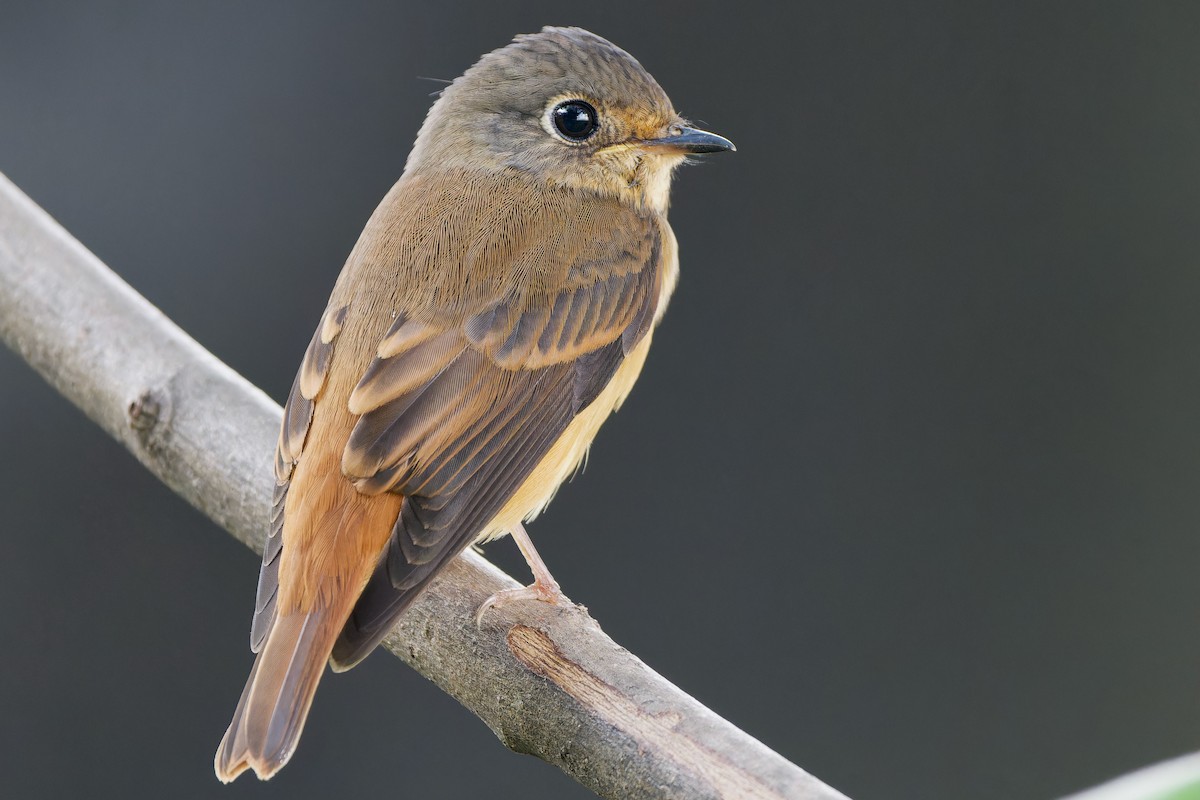 Rostschnäpper - ML644580197