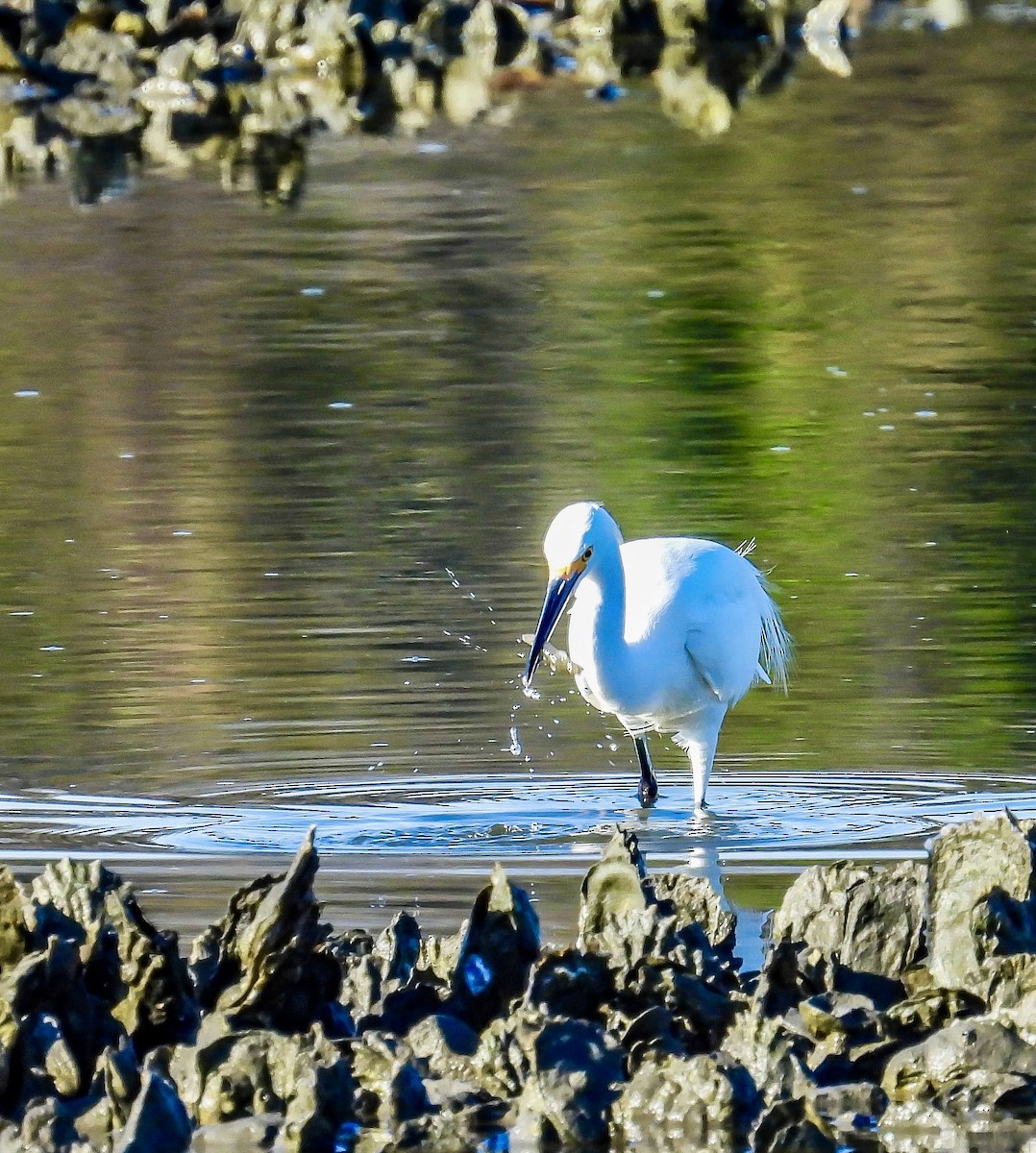 לבנית אמריקנית - ML644580201
