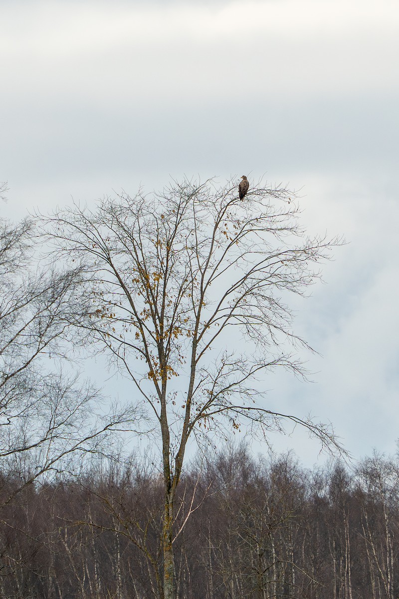White-tailed Eagle - ML644580210