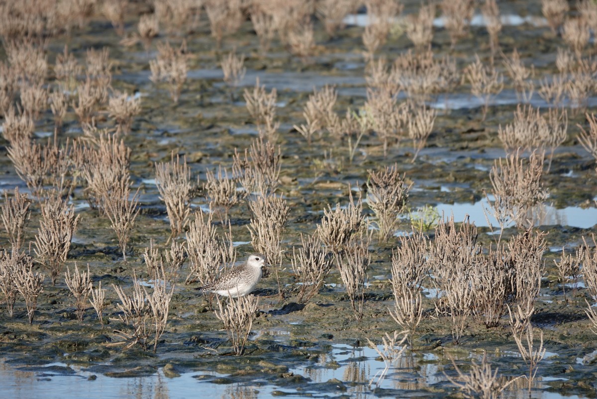 חופזי מנומר - ML644580215
