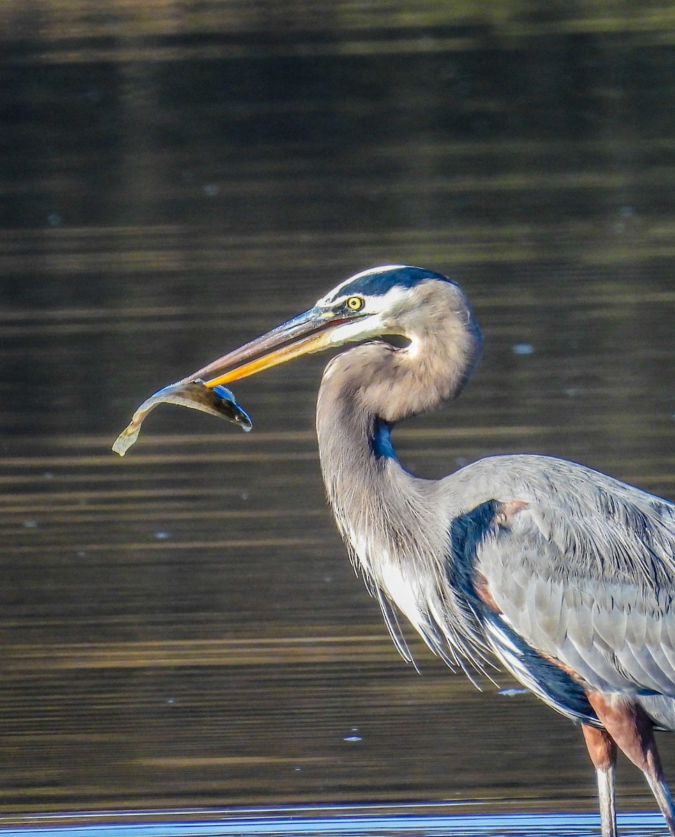 Great Blue Heron - ML644580216