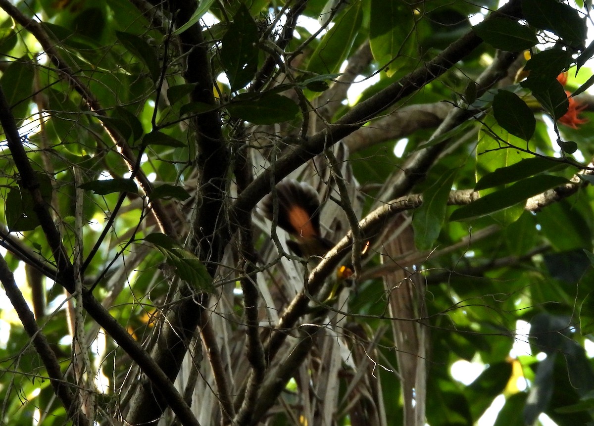 Australian Rufous Fantail - ML644580218