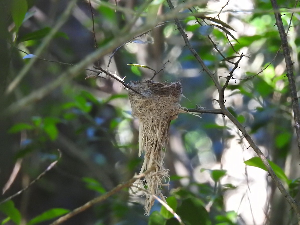 Australian Rufous Fantail - ML644580224