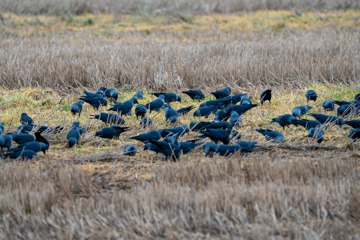 Küçük Karga - ML644580237