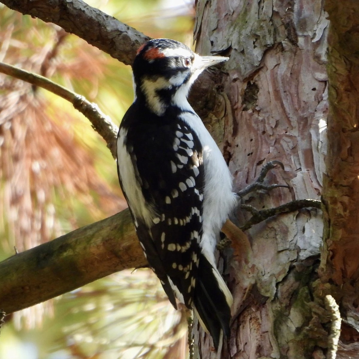 Hairy Woodpecker - ML644580243