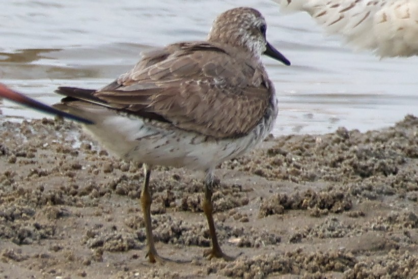 polarsnipe - ML644580247