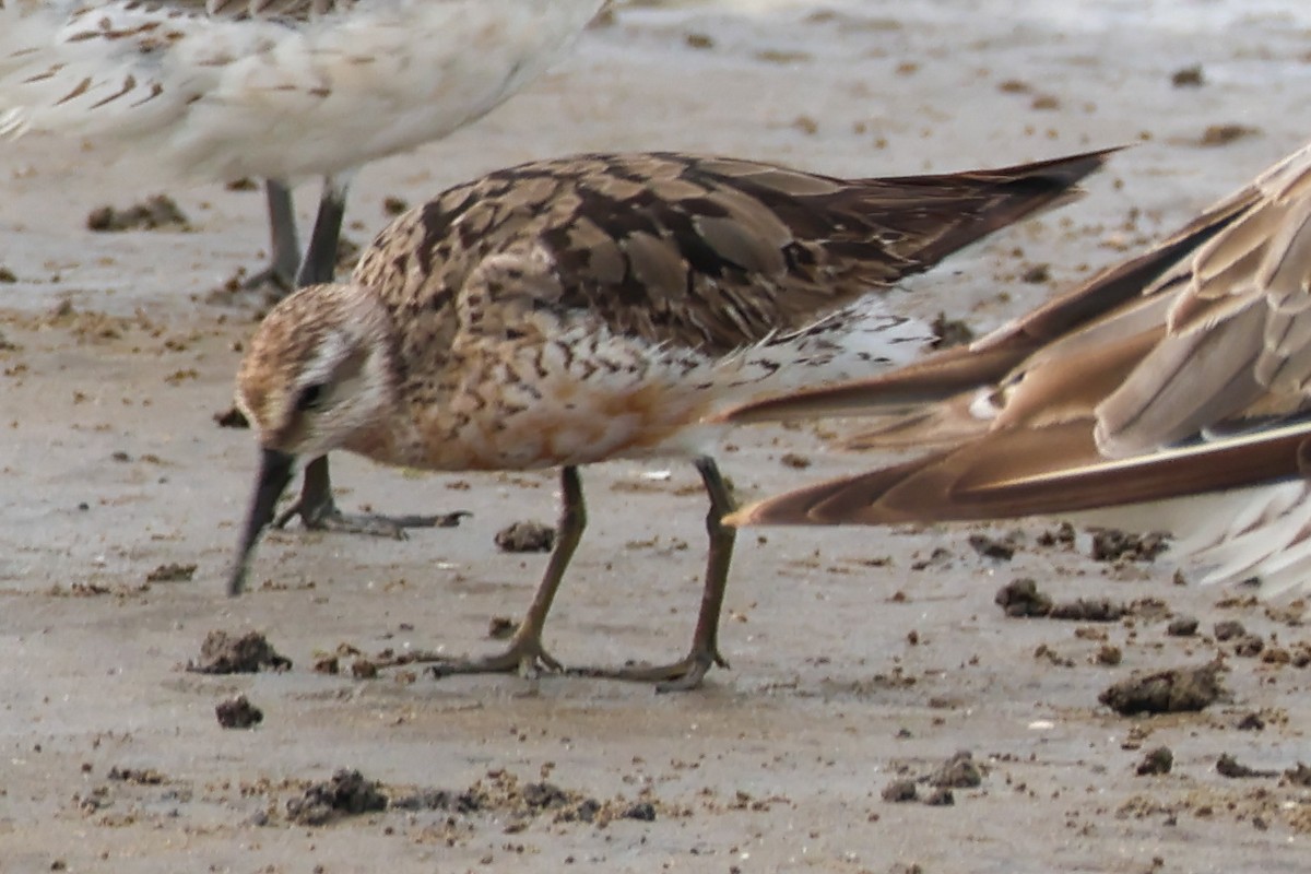 polarsnipe - ML644580248