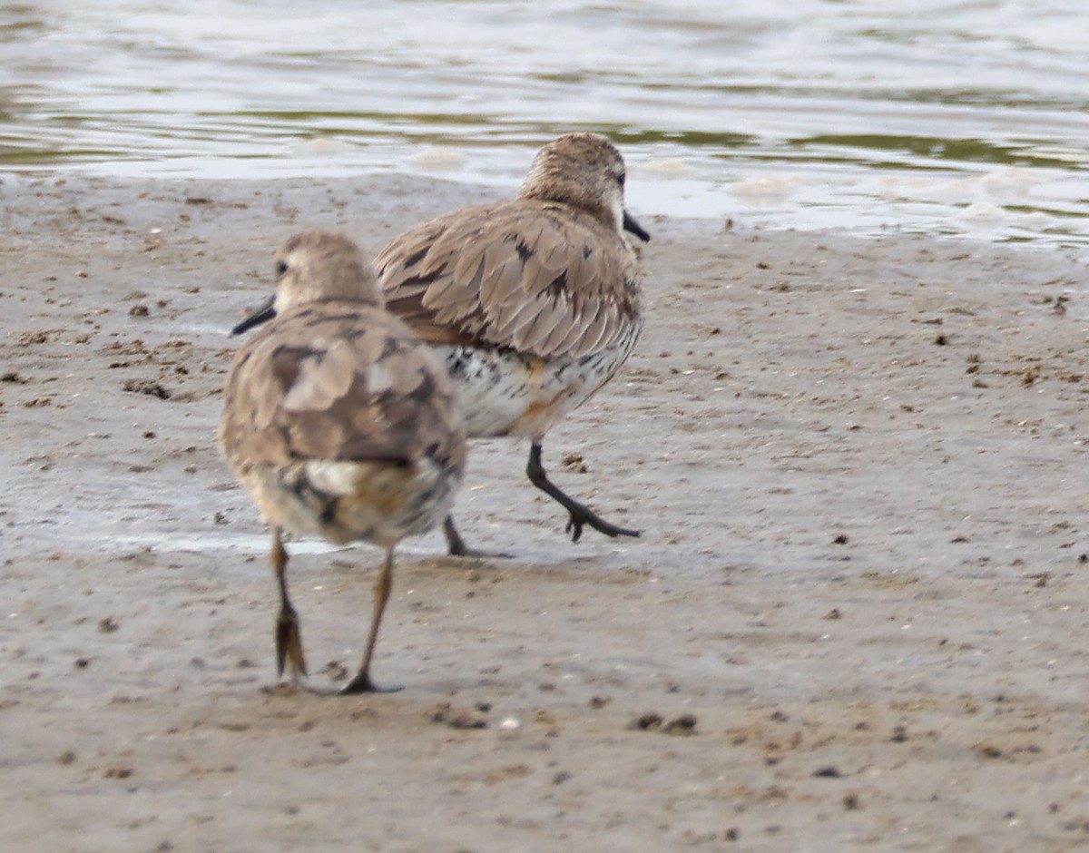 polarsnipe - ML644580249