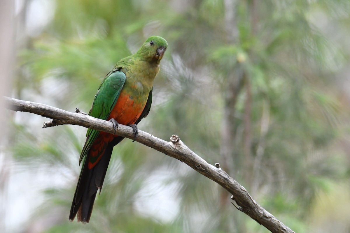 Australian King-Parrot - ML644580253