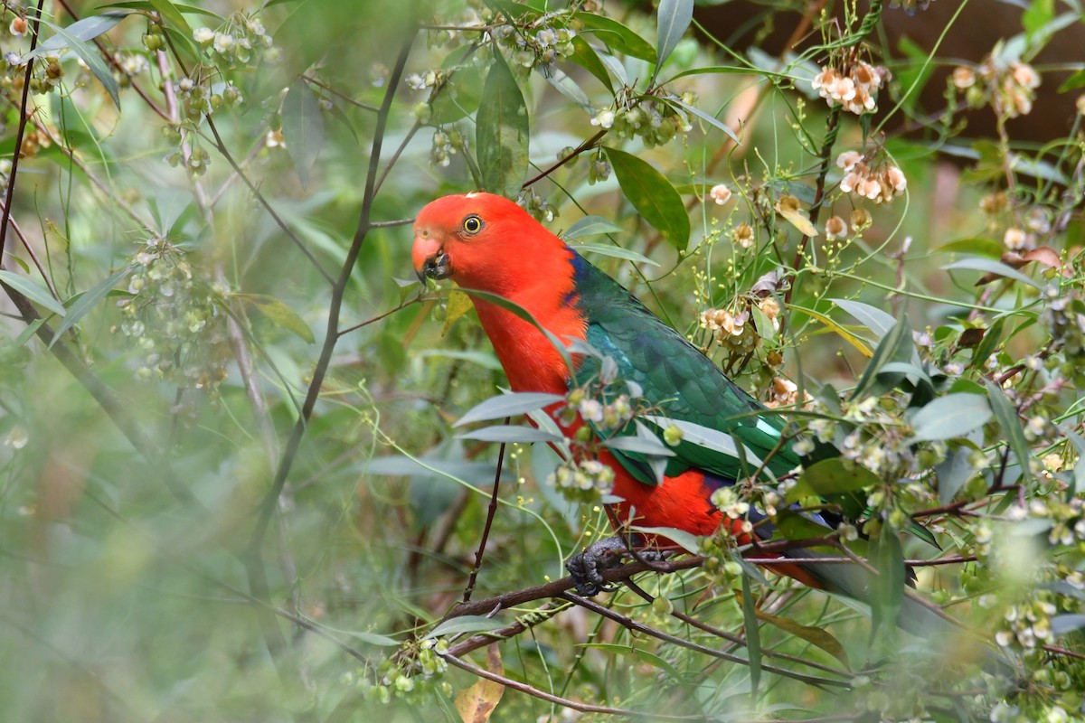 Australian King-Parrot - ML644580254