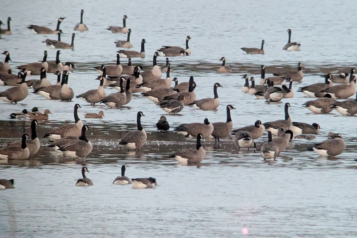 Манхин галуу - ML644580260