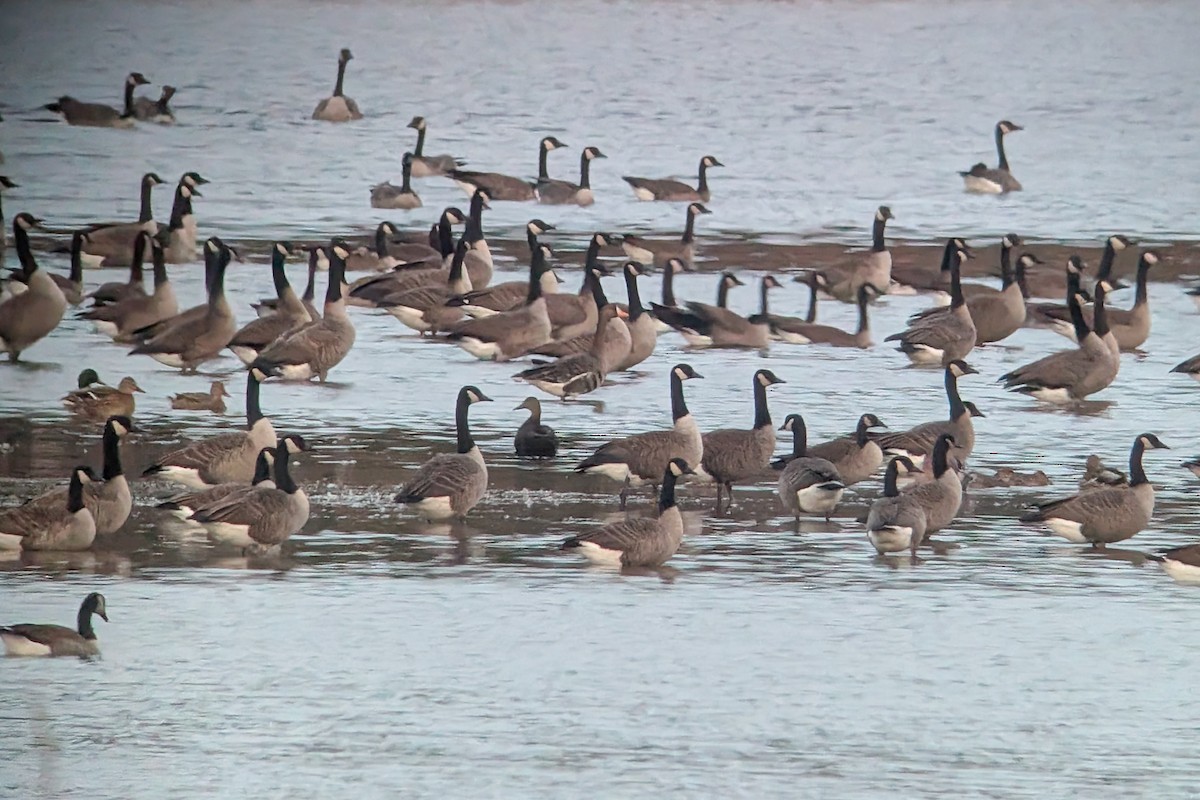 Манхин галуу - ML644580261